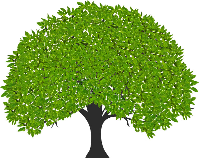 Tree with green leaves